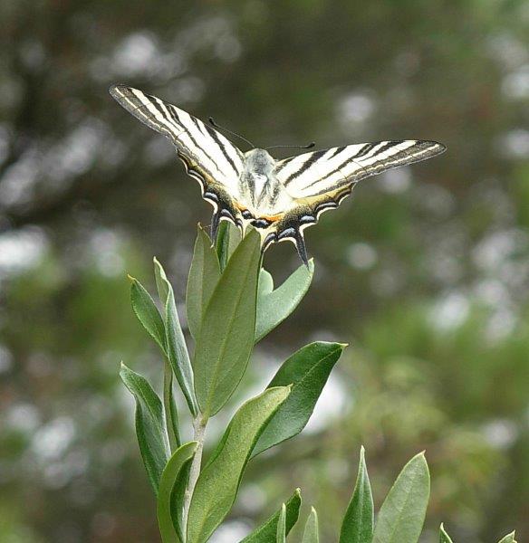 farfalle e uliveti